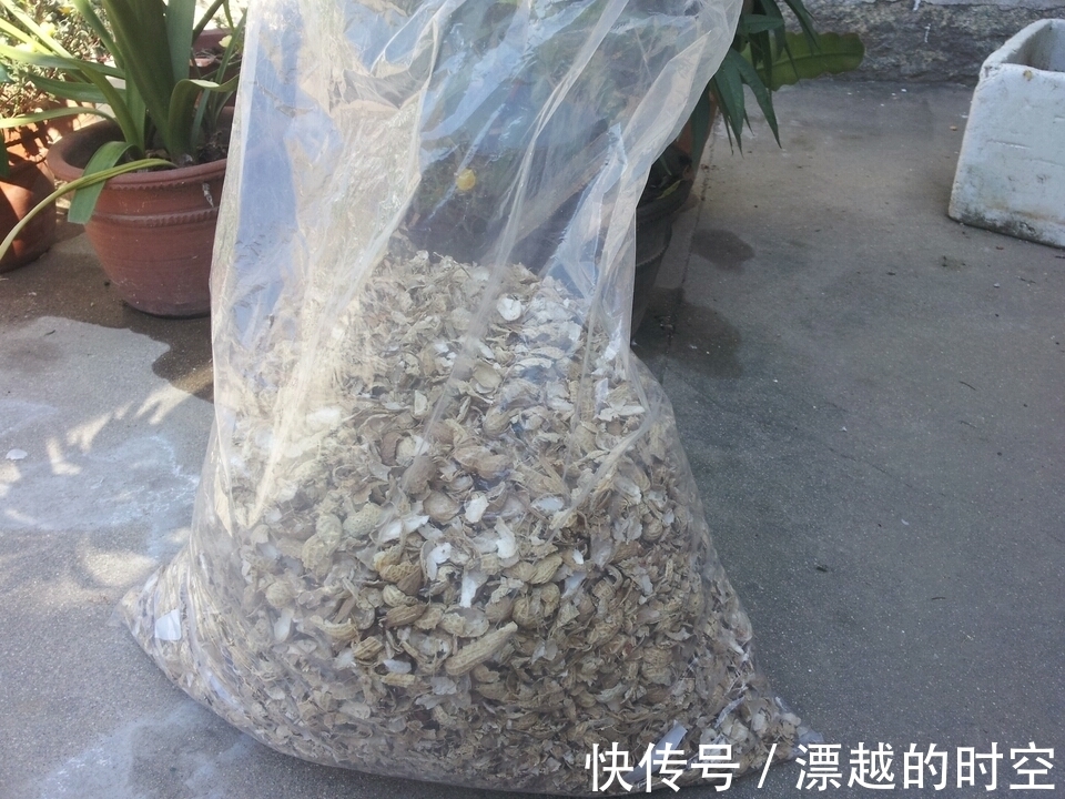吊兰|养花加点“花生壳”,提前“多做1步”,土壤疏松肥沃,养啥旺啥