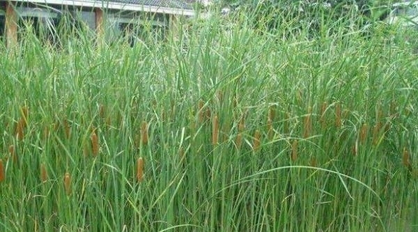 涨知识了！这四种水草里才有鱼可钓，而且钓法不同，真后悔刚知道