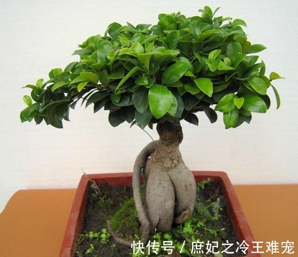 可能没人知道在客厅里养这几种盆栽,对家人身体越来越好