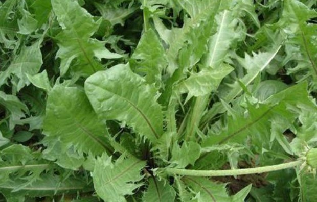 马齿苋|女性想爱美,多吃3种食物,补充营养、滋润肌肤,早吃早好!