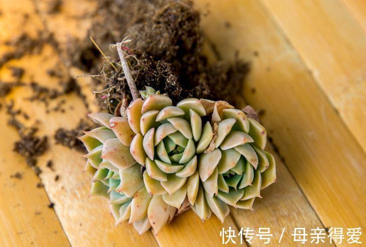 网购带土球多肉植物请不要直接栽,修根晾根不能省,根好多肉壮