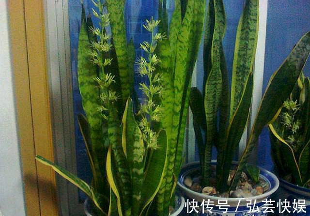 你知道虎皮兰还能开花吗只需做“3点”,开花简单,清香飘满屋