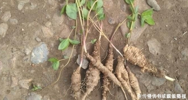 见到此草尽量移植,别铲除,因为块根很珍贵,70元一斤