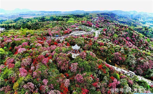 走，看花去!中国·贵州百里杜鹃2021年杜鹃花季3月15日开幕