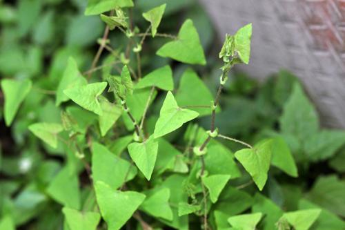 老虎刺|蛇见了都会绕着走的野草,农村孩子却当零食,你吃过吗