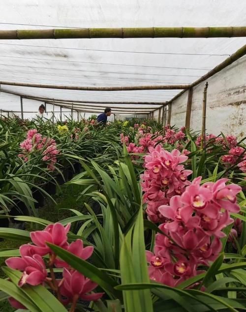 大花蕙兰养殖方法,秘诀不过4点,新手兰友可参考