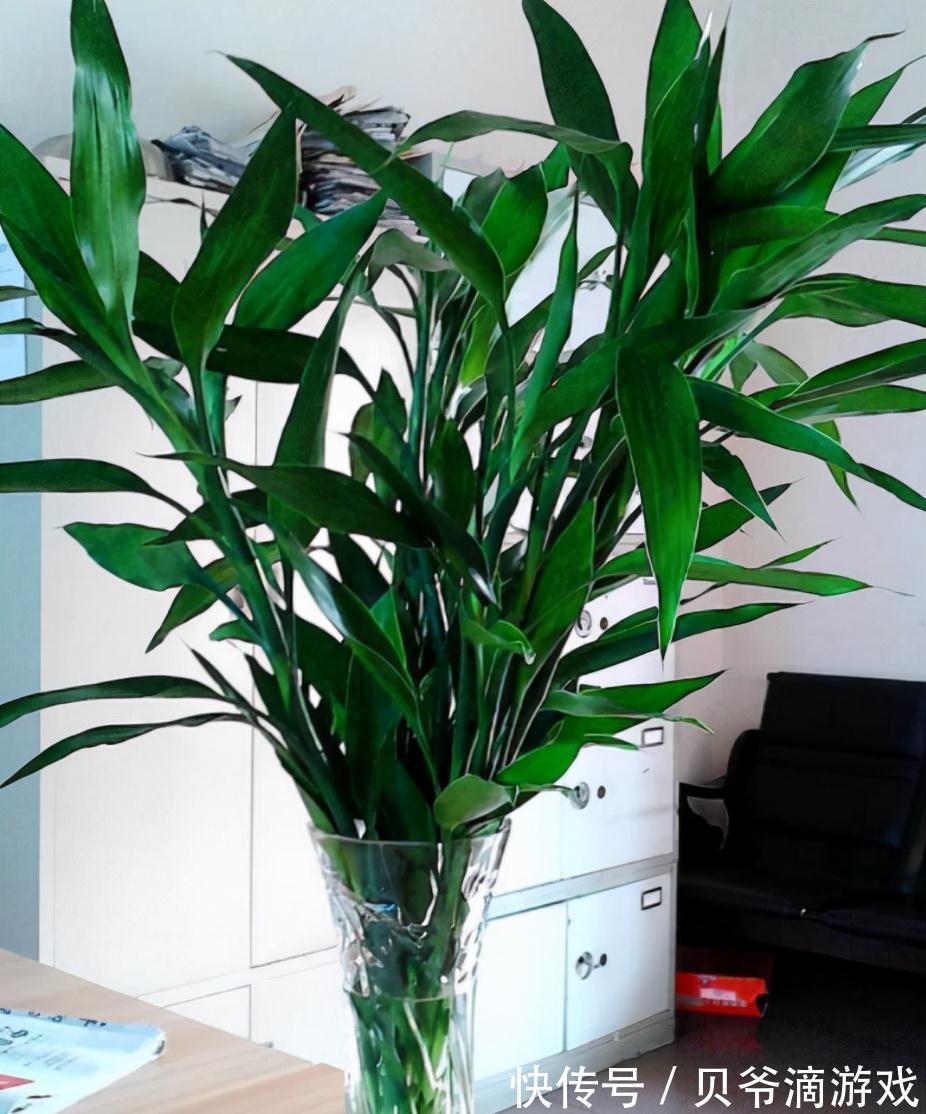 适合客厅养的“6种花”，一个比一个好养，一个比一个好看