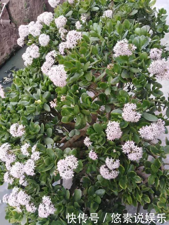 4种花有灵性,平时难开花,一有好事就开花!