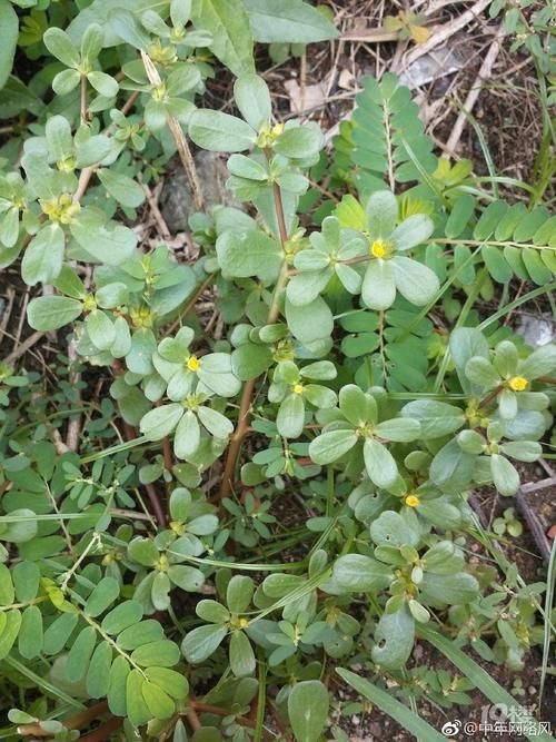 马齿苋|孕妇不能吃的东西大盘点,全在这里了,不需要到处查找了!