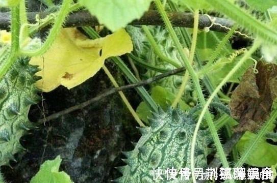 刺角瓜|原产于非洲的水果,引进我国后不受重视,现在才知味道好营养高