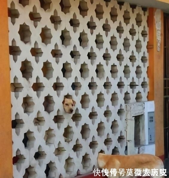 小猫|全球的猫都想屏蔽这个日本人,他到底做了多少沙雕手办?