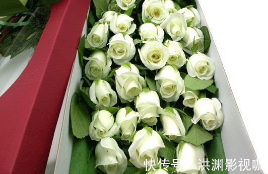 喜欢玫瑰，不如养盆“精品玫瑰”坦尼克，花开花朵肥硕，四季开花