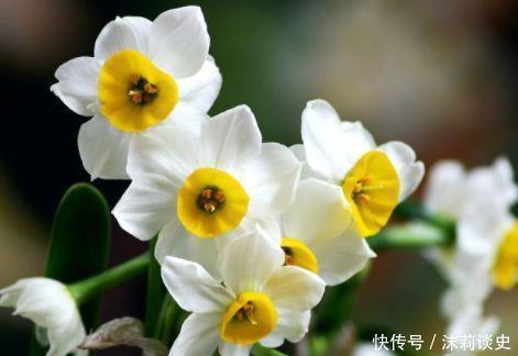 养花|阳台养花,不妨养4款植物,一开就是300多天,开花漂亮花期长