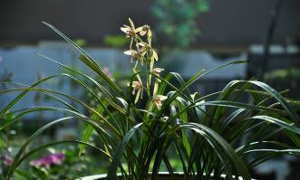 兰花|春天兰花有3“喜”，趁早掌握，长笋芽绽放层叠群兰！