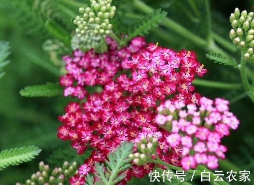 一花一世界，一叶一菩提——奇花异草蓍草，赏花旅游花语生日花