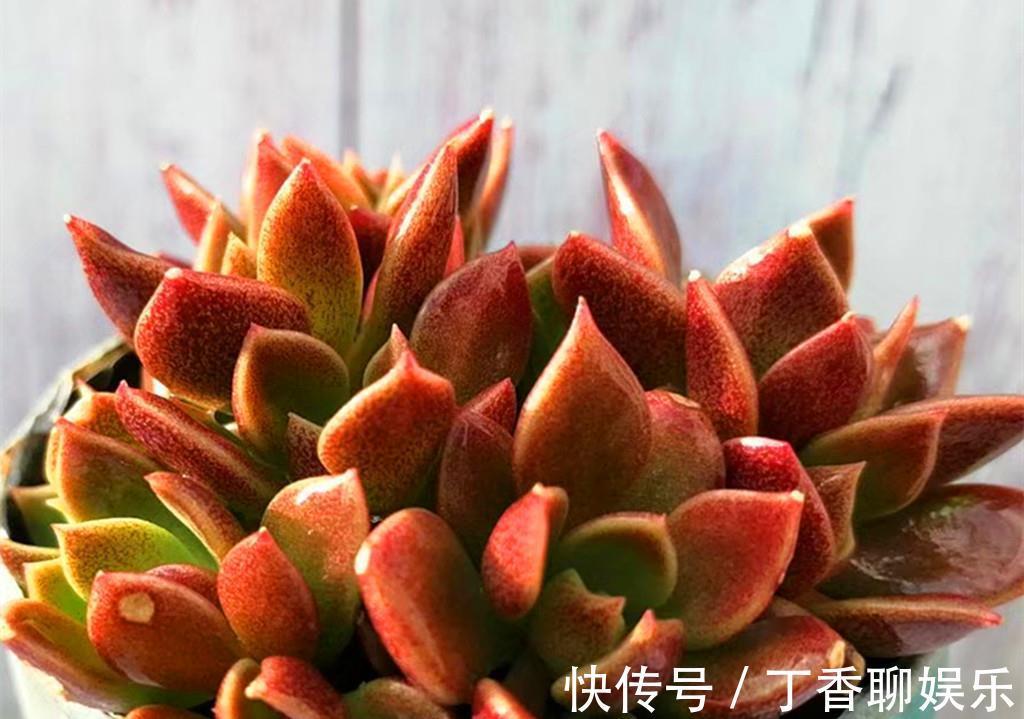 养护|多肉新手养护清单,好养好看爱出状态的多肉,是最好选择