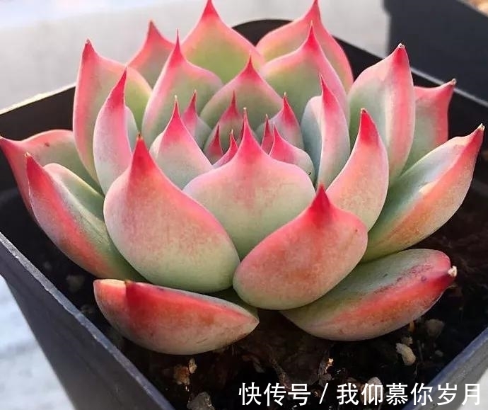 名字像娃娃,形态像莲花,堪称多肉中的“杨贵妃”,是哪种多肉呢