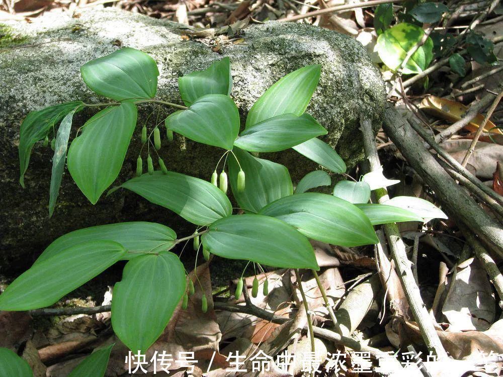 老虎姜|一种生姜,李时珍称它为“仙草之首”,服食延年,真有那么神奇?