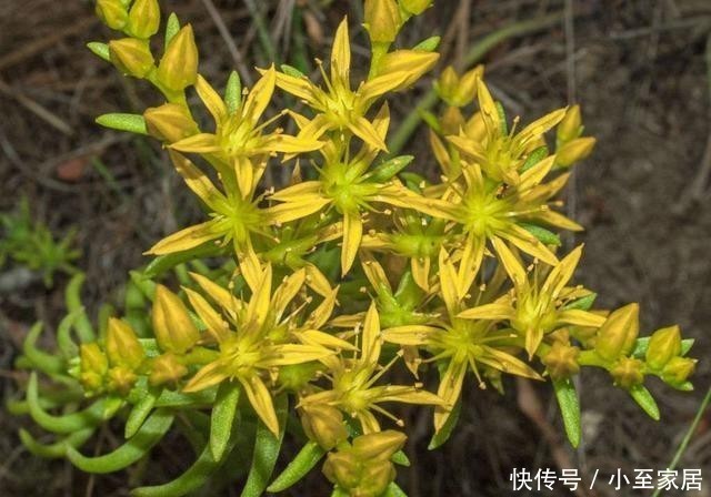 选择|藤黄景天,繁殖力比不死鸟还强大,多肉护盆草的新选择