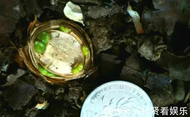 花友|君子兰、绿萝秋天“砍一刀”,呼呼冒出8个芽,赚了!