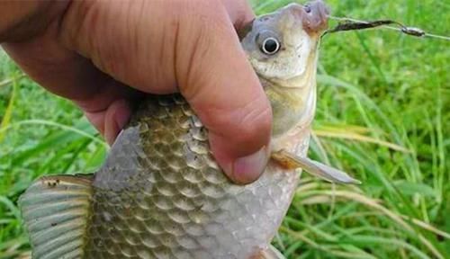 长竿|过了处暑鲫鱼越来越好钓,就用这种钓法,上的都是大鲫鱼,很过瘾