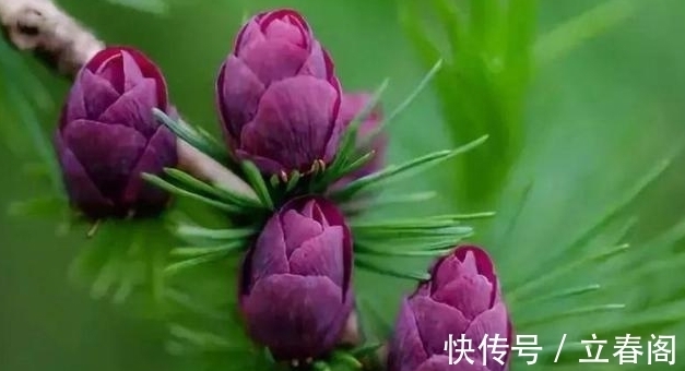 松科|你知道这是什么花吗？其实，你家山上就有，只是没有在意