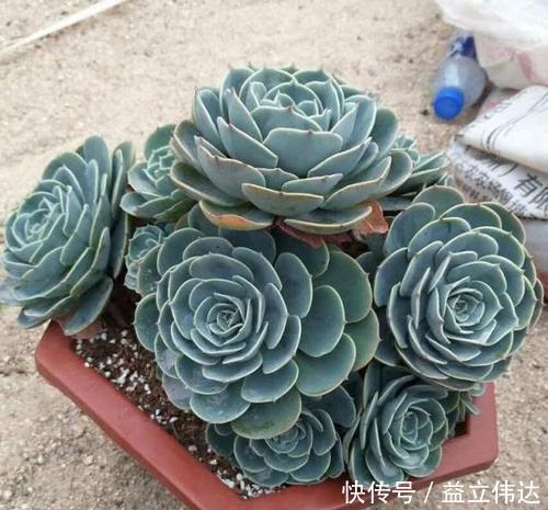 多肉|3种多肉别再室内养，养花大神都避开，你也别再当作宝！