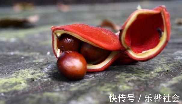 野菜|它是长在树上的“花生”，农民们视为珍贵野果，很多人见过没吃过