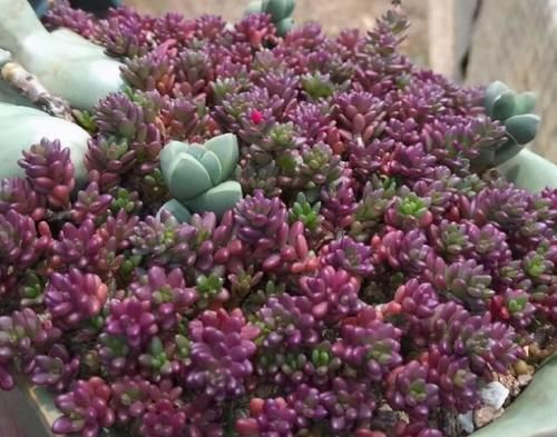 这5种多肉很难养死，适合新手养