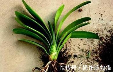 君子兰僵苗，萎靡不振，教你5招小技巧，快速恢复生长，实用