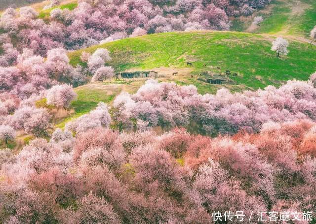 老年|在新疆伊犁杏花香雪里，等待杏花微雨中遇见你，从此一眼千年