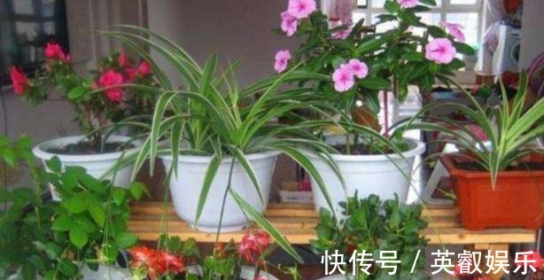 杀菌|养花如何提升植物的抵抗力，减少病虫害用这2款调味品！