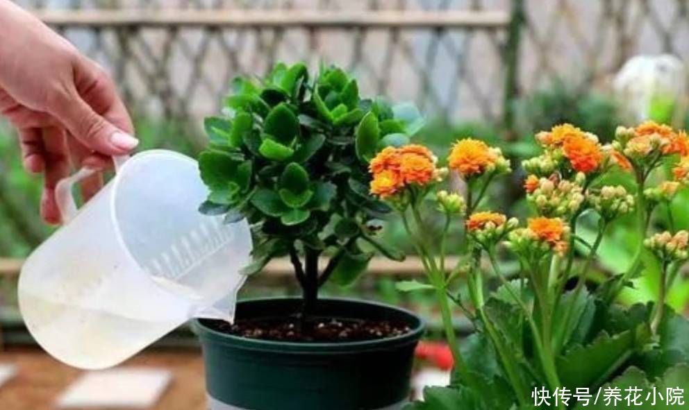 秋天|秋天给花卉换盆，4个关键点要注意，否则也是难服盆