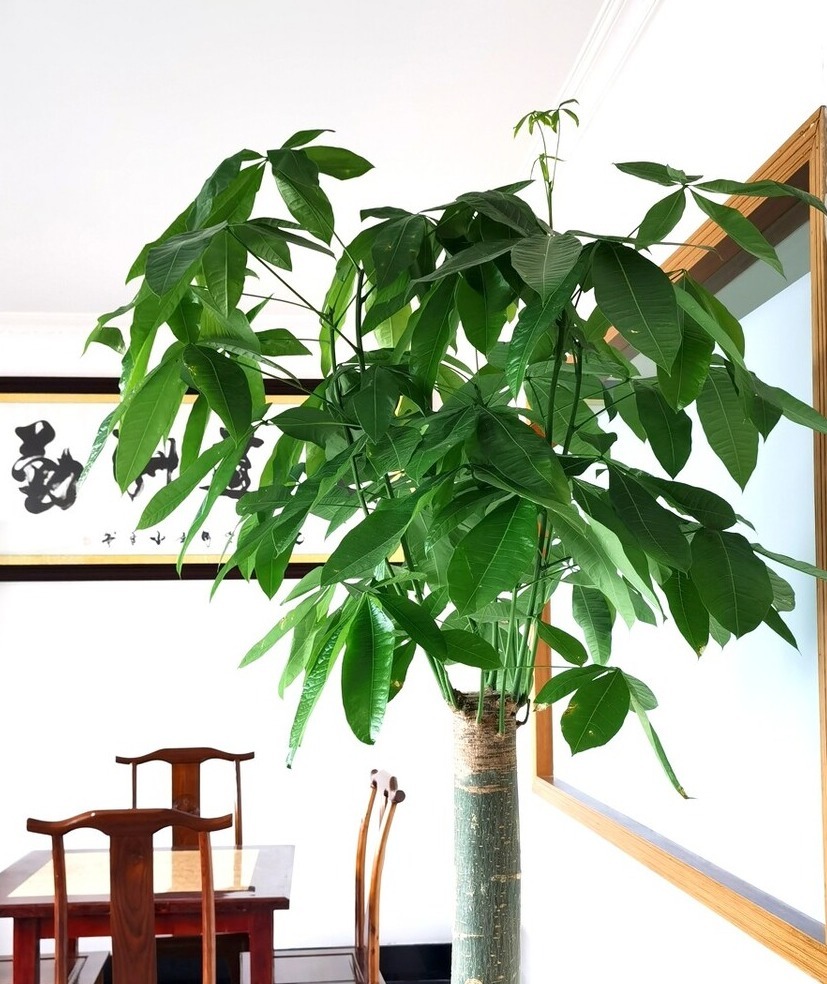 “客厅见叶，家大业大”，8种盆栽任选一种，高雅“贵气”寓意好