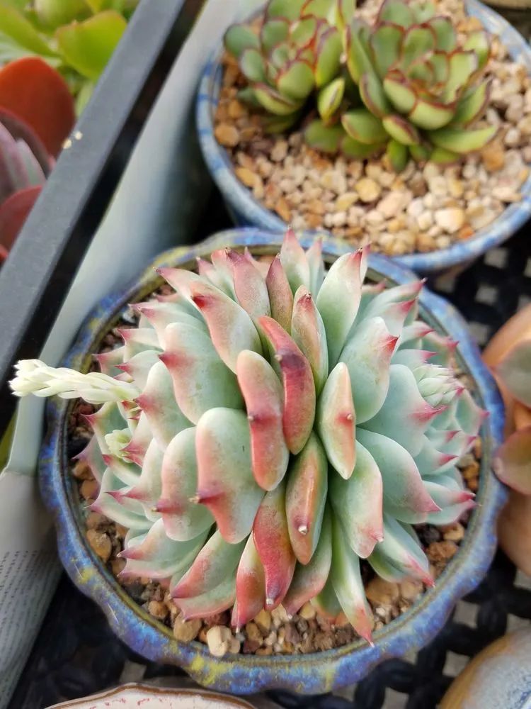 养肉三年,分享养肉经验,谈谈适合逆开挂区的多肉!