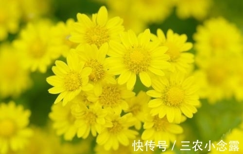 盆栽|盆栽菊花种植技巧?