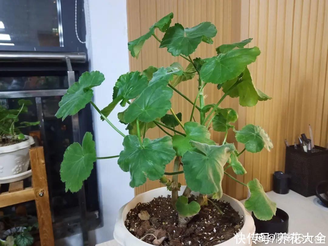 10种花要控水,天热反而不能浇,一浇水就死