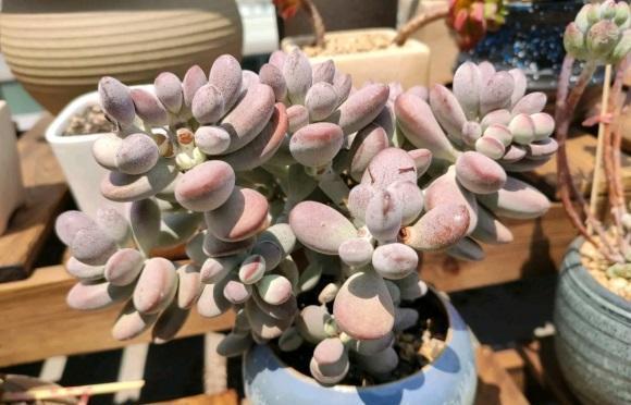 多肉植物|养了这么长时间的多肉,你有后悔吗?是不是也想要出坑了!