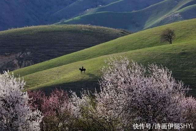 霍城大西沟花海拍摄记