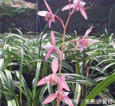 桂花桂花|养花试试这几款，花香飘满了整间屋子，十分的香甜