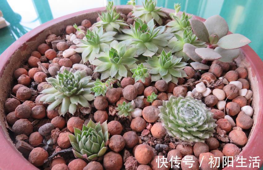 诀窍|养多肉,若想茎叶肥美,速成老桩,该掌握哪些诀窍?