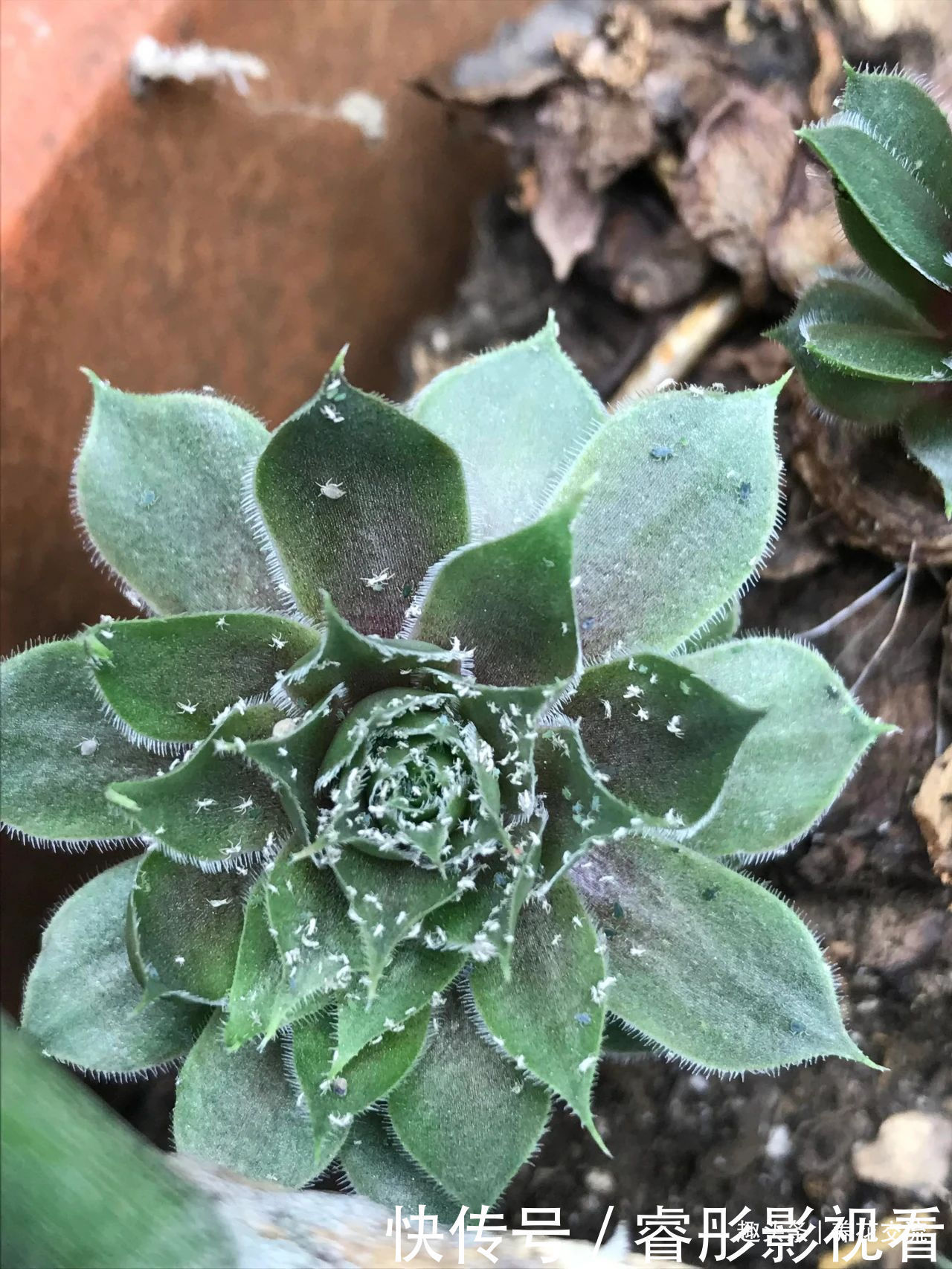 常年“爆崽”的长生草多肉，原来是开完花就挂，你能将它养好么？