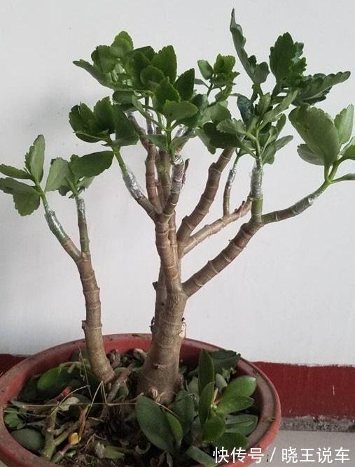 玉树砍一刀,插上长寿花,变成“长寿树”,5种花轮番开,少见