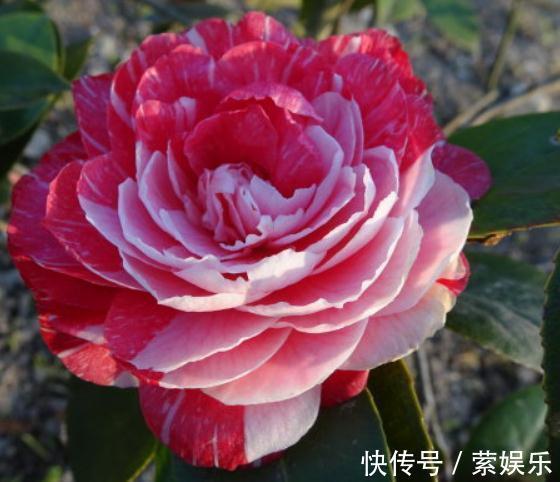 芹叶牡丹芹叶牡丹|养花总“养死”3种“廉价花”养一盆,3月不用管,照样花儿爆