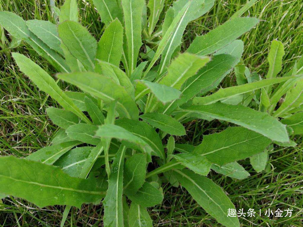 疮疖痈肿|苦菜,老一辈人闹饥荒靠它活命,中医清热解毒,降血压!