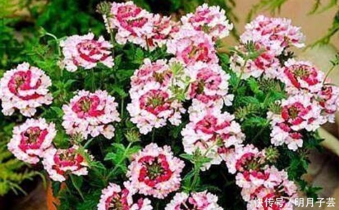 4种花是“开花大户”,家里养两盆,四季有花赏,漂亮又好养
