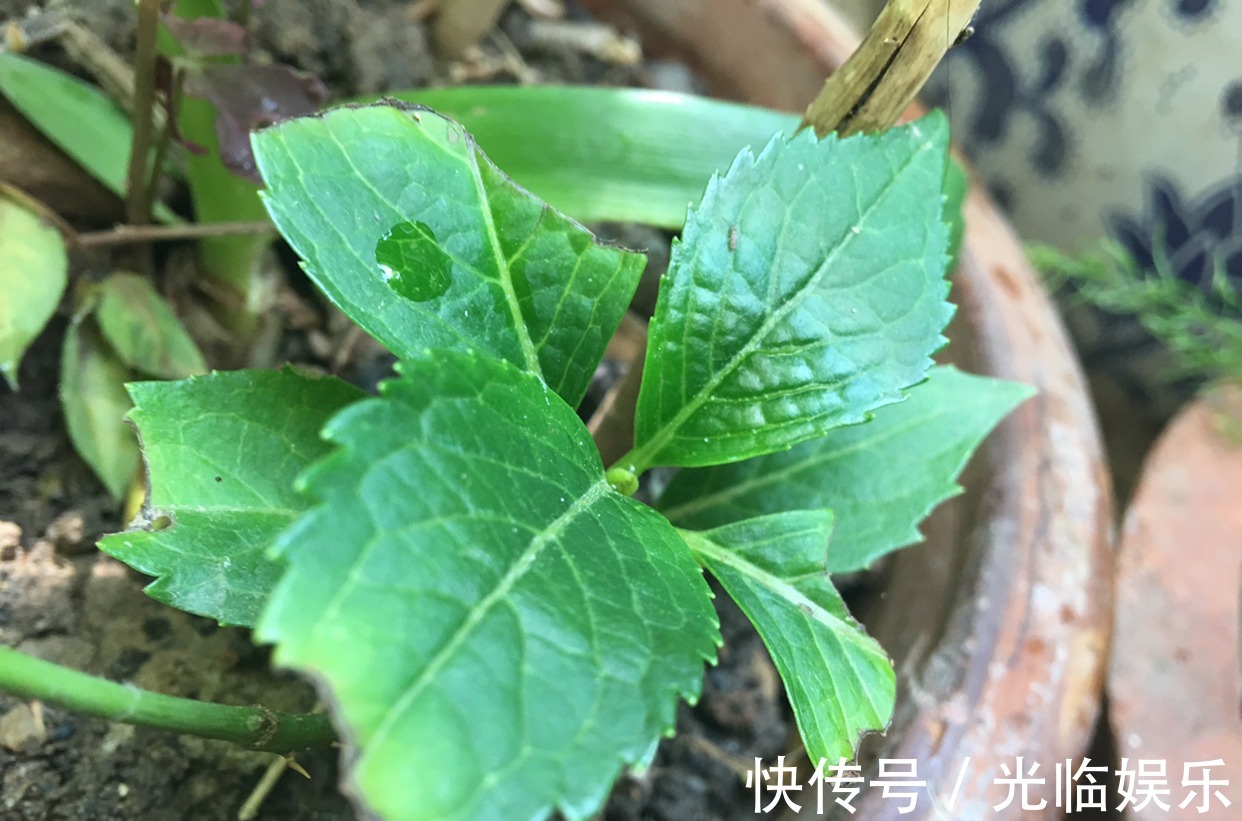 扦插绣球花很简单,“3步”就扦插活,长根发芽快,阳台一片花海