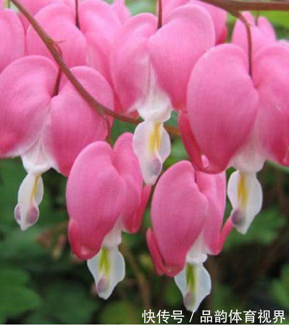 此款花卉,好养易爆盆,一个月不浇水都能长得好,不间断的生长