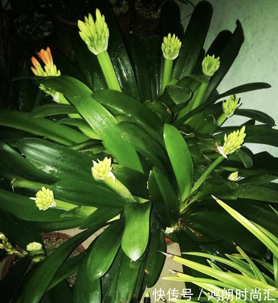 君子兰|养20年的君子兰,长得就像“大白菜”,一盆就能长8根花箭