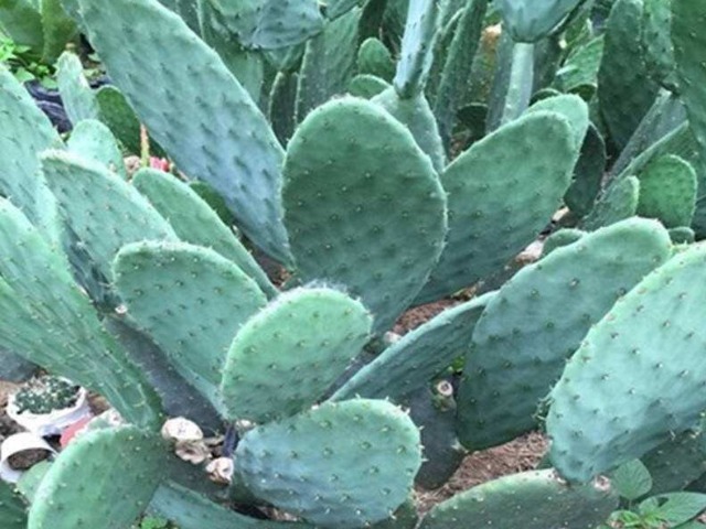 糖尿病足|被称为“天然解毒药”的仙人掌,竟有这8大奇效,不妨一看